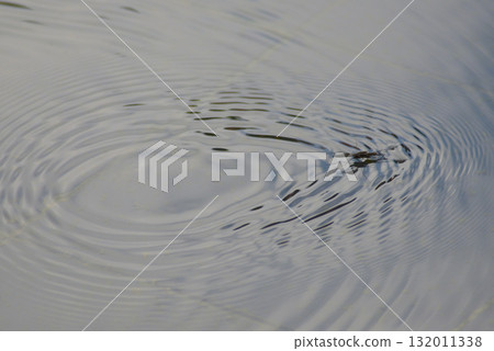 水黽漂浮在水面上 132011338