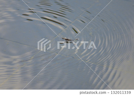 水黽漂浮在水面上 132011339