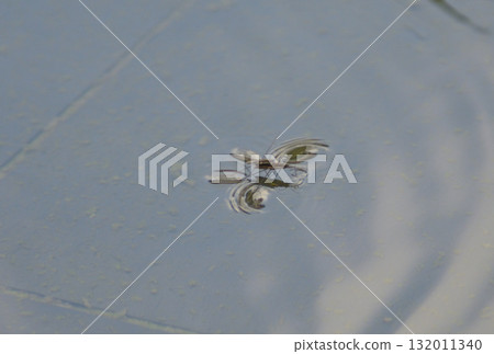 水黽漂浮在水面上 132011340