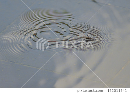 水黽漂浮在水面上 水黽漂浮在水面上 132011341