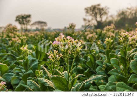 Field with flowering tobacco plants for organic seed production. Field with flowering tobacco plants for organic seed production. 132011347