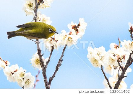 一隻繡眼鳥正在尋找梅花 132011402