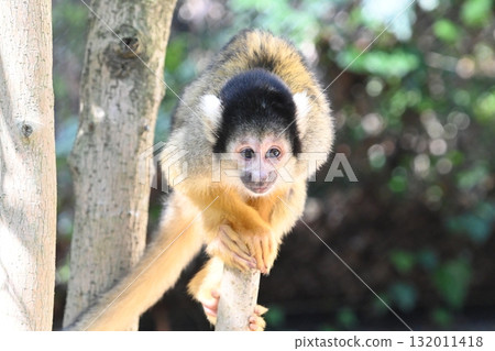 Cute squirrel monkey Cute squirrel monkey 132011418