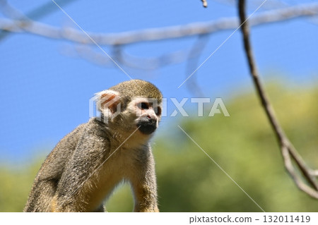 Cute squirrel monkey Cute squirrel monkey 132011419