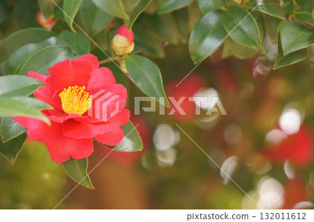 紅白相間的山茶花 紅白相間的山茶花 132011612