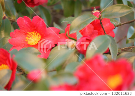 Red Sasanqua Red Sasanqua 132011623