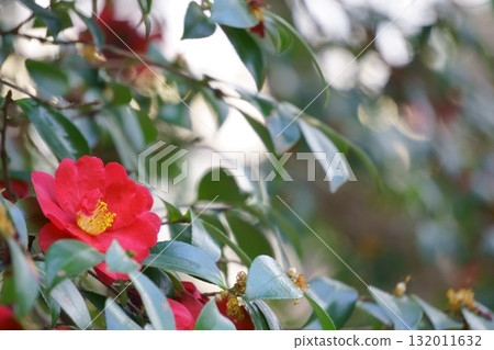 冬季公園盛開的山茶花 冬季公園盛開的山茶花 132011632