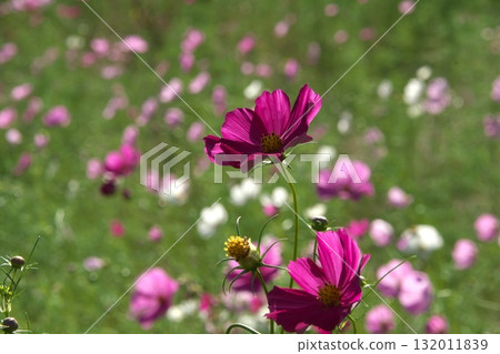 Red cosmos Red cosmos 132011839
