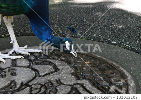 Beautiful peacock drinking water 132012102