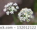 尼拉花 132012122