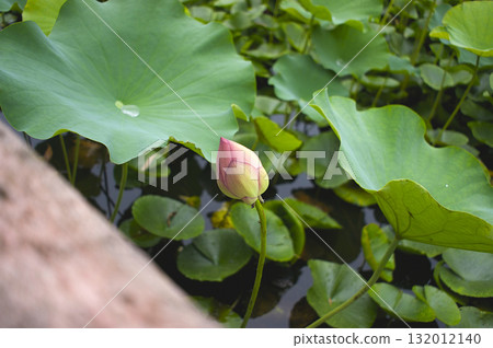 Scene of lotus leaves and buds floating on the surface of Shironuma Pond 132012140