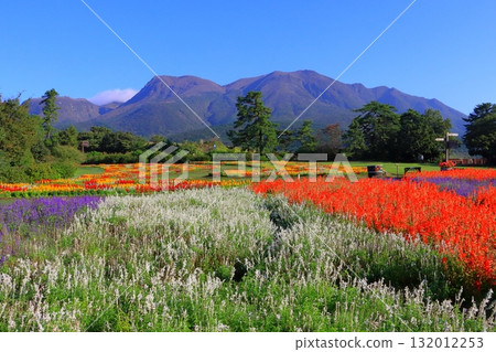Kuju Mountain Range and Salvia Field (Kusumi-cho, Takeda City) Kuju Mountain Range and Salvia Field (Kusumi-cho, Takeda City) 132012253