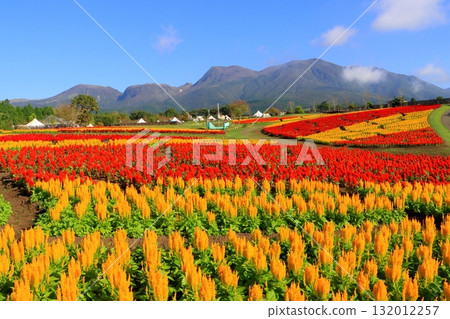 Kuju Mountains and cockscomb fields (Kuju Town, Taketa City) 132012257
