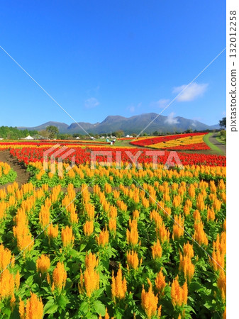 九重山與雞冠花田（竹田市九重町，縱貫構圖） 132012258