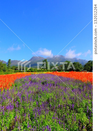 Kuju Mountains and salvia fields (Kujucho, Taketa City, vertical composition) 132012264