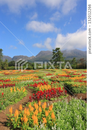 九重山與紅葉田野（竹田市九重町，縱向構圖） 132012266