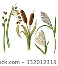 Set of watercolor cattails, bulrushes and reeds isolated on a transparent background. Hand-drawn illustrations of pond and river plants 132012319