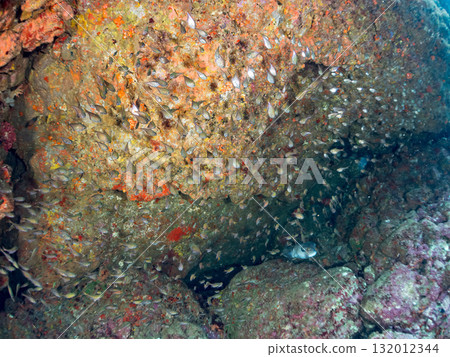 A school of southern spotted pufferfish, Ishigaki pufferfish, and others. Nakagi Hirizo Beach, Minamiizu Town, Izu Peninsula, Shizuoka Prefecture - 2025 132012344