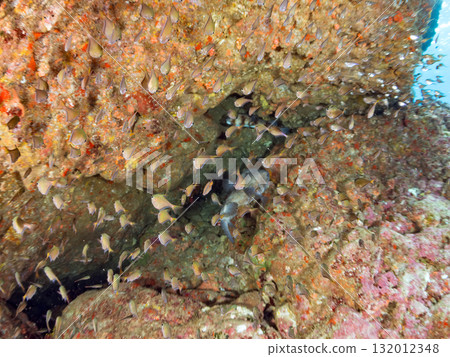 A school of southern spotted pufferfish, Ishigaki pufferfish, and others. Nakagi Hirizo Beach, Minamiizu Town, Izu Peninsula, Shizuoka Prefecture - 2025 A school of southern spotted pufferfish, Ishigaki pufferfish, and others. Nakagi Hirizo Beach, Minamiizu Town, Izu Peninsula, Shizuoka Prefecture - 2025 132012348