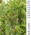 Pomegranate tree with ripe red fruit 132012370