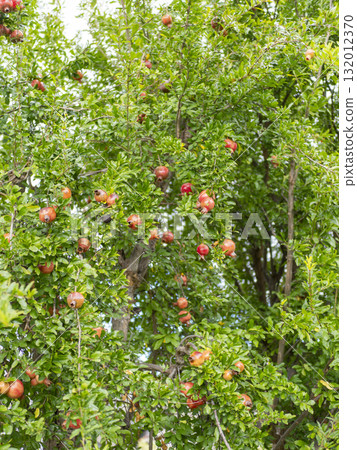 石榴樹上結滿了成熟的紅色果實 石榴樹上結滿了成熟的紅色果實 132012370