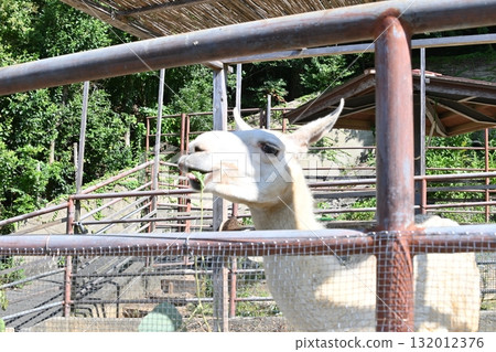 Close-up of a llama's face 132012376
