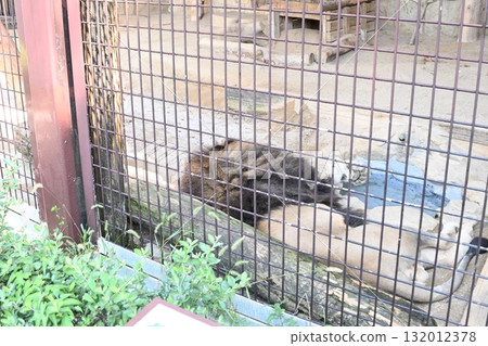 一隻雄獅背對著展品睡覺 132012378