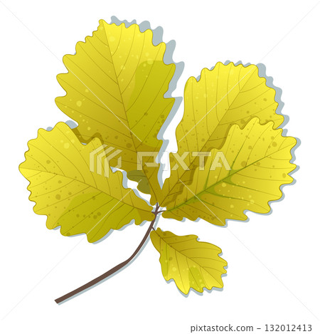 Hand-drawn green-yellow autumn colored oak leaves isolated on white background. Flat and line style vector illustration.  132012413
