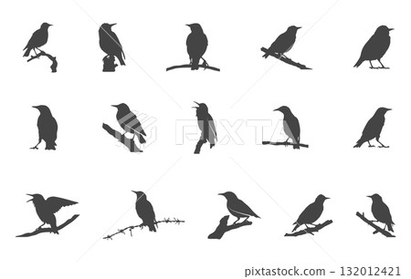 Starling bird svg, Starling birds silhouette, Common starling svg, European starling svg, Starling svg, Starling birds vector. 132012421