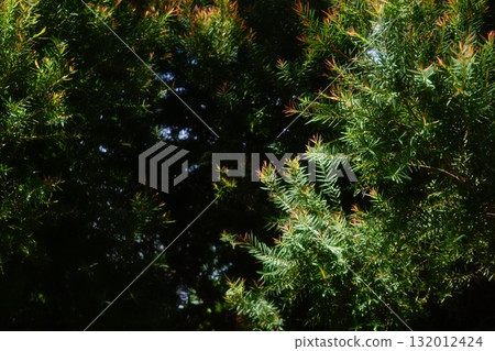 Melaleuca bracteata macro leaves small world Melaleuca bracteata macro leaves small world 132012424