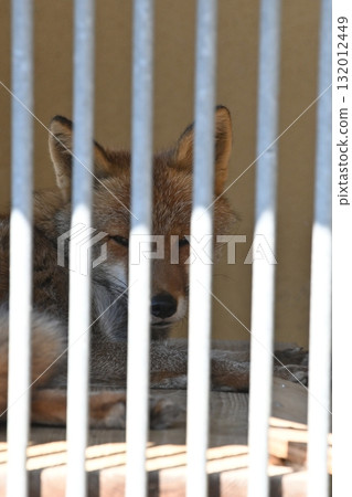 狐狸的眼睛望向籠子外面 132012449