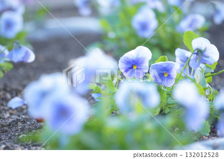 Purple pansy flowers planted in the flowerbed 132012528