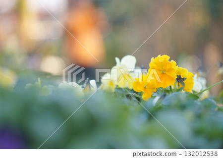 Yellow pansies bathed in sunlight 132012538