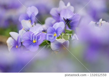 Light purple pansies with blurred front and back 132012550