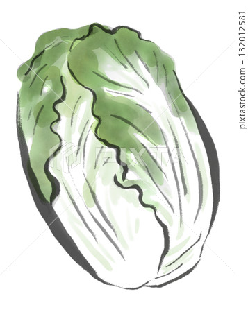 Ink painting style illustration of Chinese cabbage 132012581