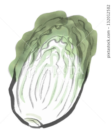 Ink painting style illustration of Chinese cabbage 132012582