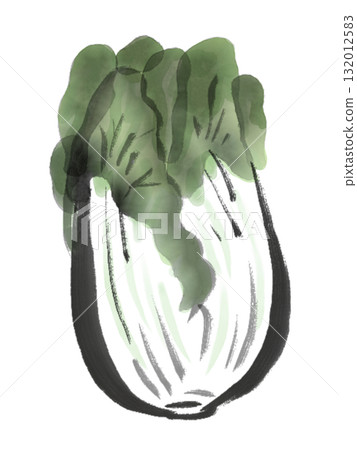Ink painting style illustration of Chinese cabbage Ink painting style illustration of Chinese cabbage 132012583