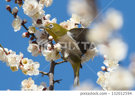 White-eye sucking plum nectar White-eye sucking plum nectar 132012594