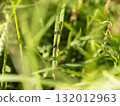 A blue-tailed damselfly resting on grass in a field 132012963