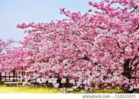 朝陽下盛開的河津櫻花 3 132013015