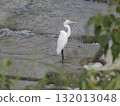 Great Egret Standing on the Inagawa River Weir 132013048
