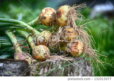 A pile of freshly harvested onions with green stalks and roots. A pile of freshly harvested onions with green stalks and roots. 132013077