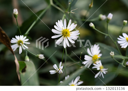 白花 白花 132013136