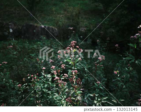 蝴蝶休息的羽毛 132013145