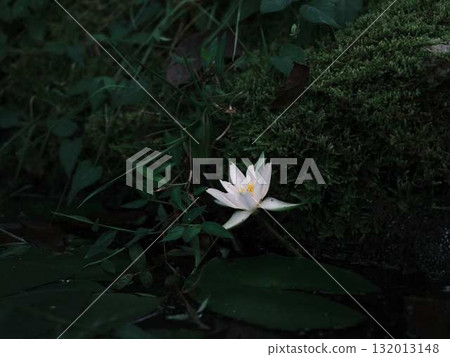 Water lily 132013148