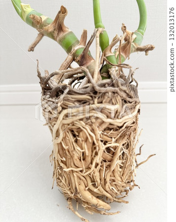 Stock Photo: Root rotted Monstera 132013176