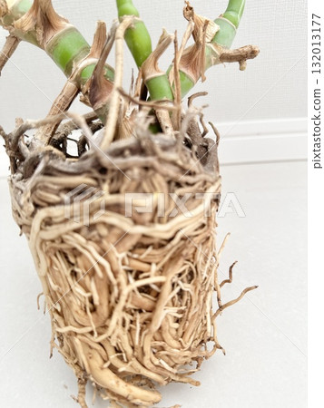 Stock Photo: Root rotted Monstera Stock Photo: Root rotted Monstera 132013177