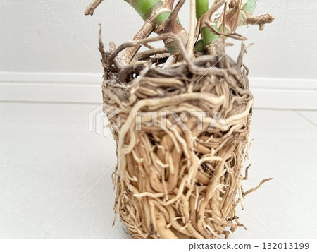 Stock Photo: Root rotted Monstera Stock Photo: Root rotted Monstera 132013199