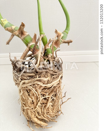 Stock Photo: Root rotted Monstera 132013200