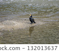 A cormorant with its beak wide open 132013637